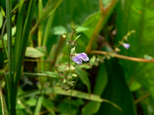 {Scutellaria lateriflora}